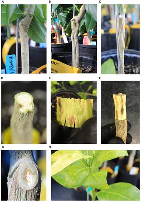 Dissection of transcriptional events in graft incompatible reactions of “Bearss” lemon (Citrus limon) and “Valencia” sweet orange (C. sinensis) on a novel citrandarin (C. reticulata × Poncirus trifoliata) rootstock